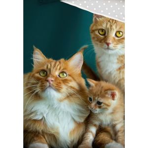 Dětské povlečení KOČIČÍ RODINKA, fototisk, smaragdově zelené, bavlna hladká, 140x200cm + 70x90cm 