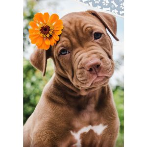 Dětské povlečení ŠTĚŇÁTKO S KVĚTINKOU, fototisk, zeleno-hnědé, bavlna hladká, 140x200cm + 70x90cm 