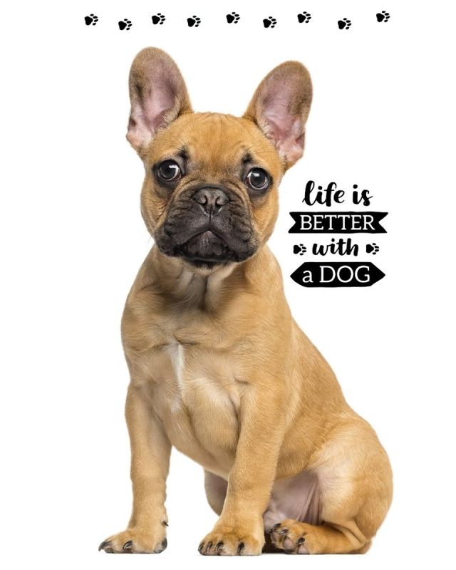 Dětský froté ručník FRANCOUZSKÝ BULDOČEK, bílý, digitál, 30x50cm