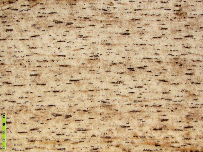 Plyš hladký SANTAL 3, béžovo-hnědý, šíře 150cm (metráž)